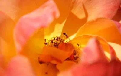 Umbrella Rides The Wind