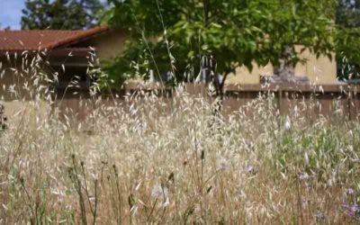 A Monk Walks His Path